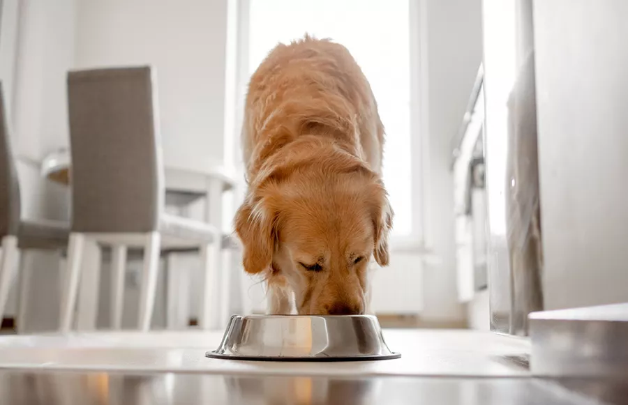 Dog eating